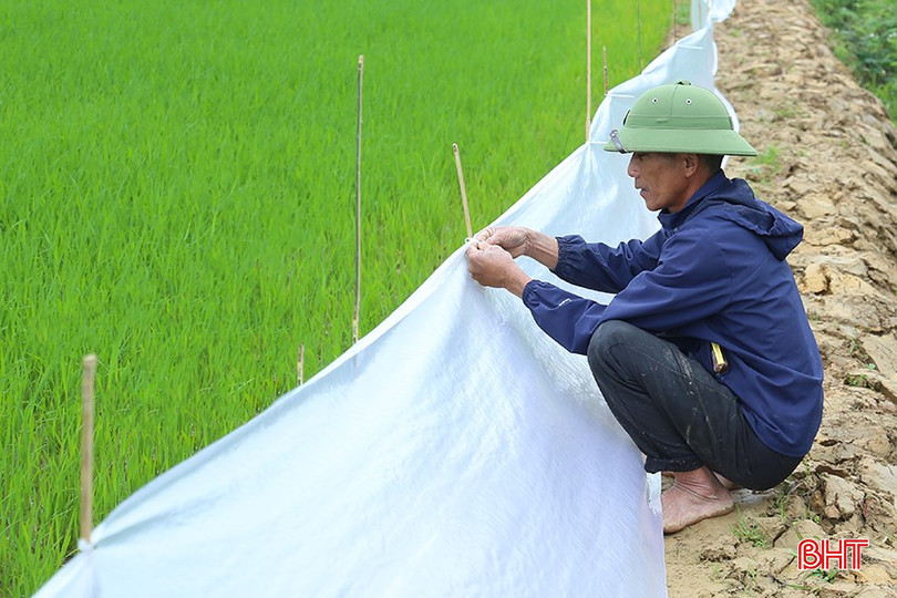 Nhiều người dân đã phải căng ni - lông 2 lớp để phòng chuột chạy vào ruộng cắn phá lúa. bqbht_br_img-8283.jpg