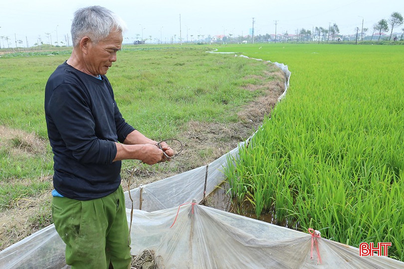 Ông Võ Viết Hòa (TDP Liên Nhật, phường Thạch Hạ, TP Hà Tĩnh) đặt bẫy diệt chuột. bqbht_br_img-9683.jpg