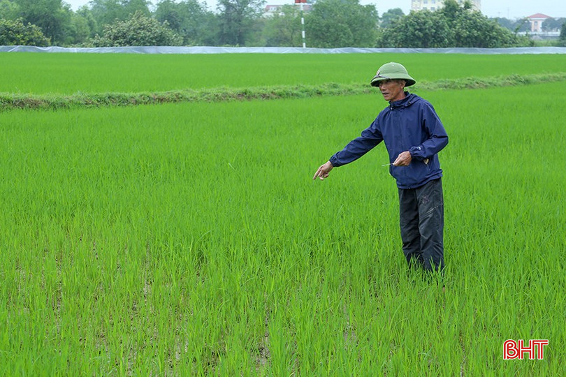 Chuột cắn phá ở giữa ruộng, nhiều diện tích không thể phục hồi. bqbht_br_img-8285.jpg