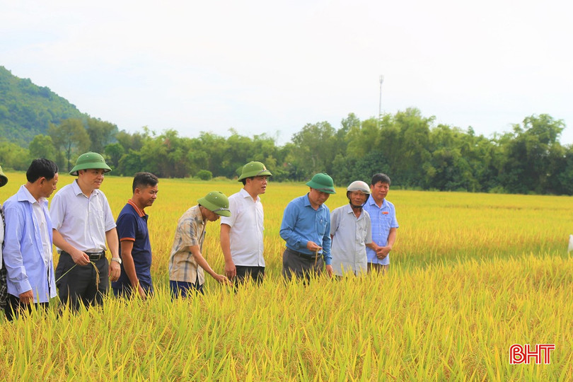 Với bà con nông dân thôn Vĩnh Hòa, xã Đình Bàn (Thạch Hà) đây là "mùa thu lịch sử" vì sau nhiều năm, bà con mới được thu hoạch lúa hè thu trên vùng đất bỏ hoang. 456412501_7578739245558840_1142157355310323294_n.jpg