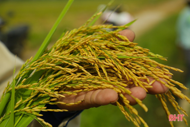 Năng suất vụ hè thu 2024 dự ước đạt trên 51,5 tạ/ha (cao hơn năm 2023 là 1,33 tạ/ha). 0X5A0391.jpg