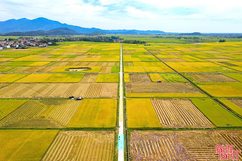 Những cánh đồng hạ tầng đồng bộ sau chuyển đổi ruộng đất mang đến những mùa vàng bội thu cho người nông dân Hà Tĩnh. adji-0132-5365.jpg