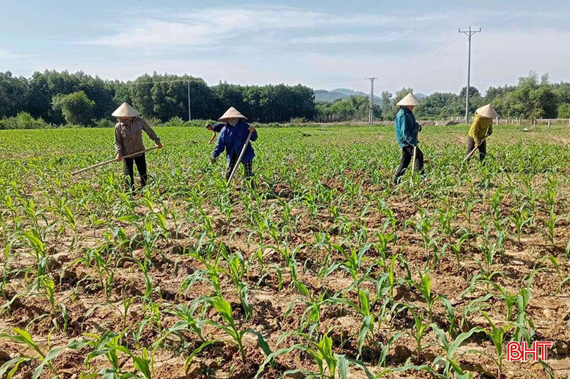 Các địa phương, bà con nông dân cần lưu ý để bố trí xuống giống phù hợp, nhất là đối với diện tích ngô sinh khối và ngô lấy hạt. bqbht_br_z5966338731841-c7e14c0ccbd61a903ae1c8294a258d74.jpg