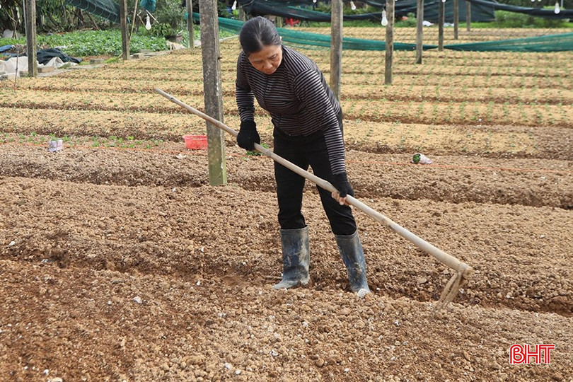 Bà con nông dân huyện Đức Thọ sản xuất rau, hoa vụ đông. bqbht_br_z5965238600234-6b82b6be43bddd2cec9e26b519f43d2d.jpg