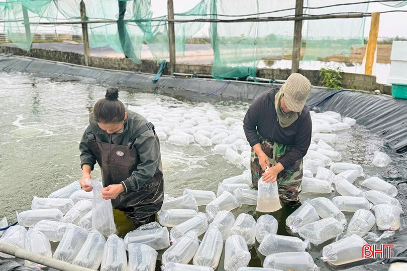 Kiểm soát chất lượng con giống trước khi thả nuôi. Ảnh: Ánh Nguyệt. bqbht_br_h4-3-164352-673-6243.jpg