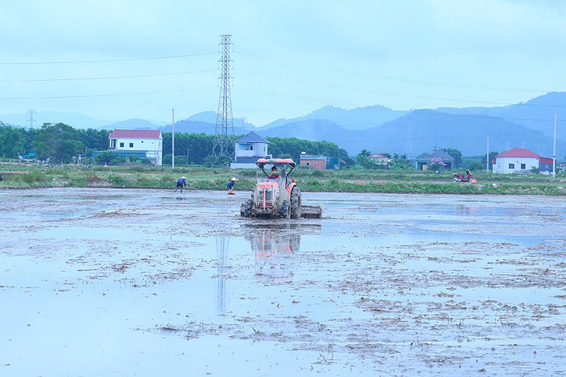 Toàn tỉnh hiện đã xuống giống được hơn 31.000 ha lúa. img-4364.jpg