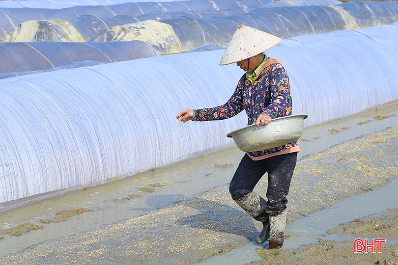 Nông dân TDP Thanh Tiến, phường Đồng Môn (TP Hà Tĩnh) xuống giống ở các vùng thấp trũng. bqbht_br_img-7777.jpg