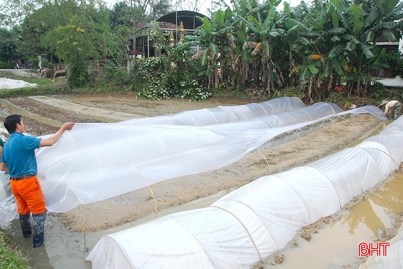 Nông dân chủ động che mạ bằng nilon để hạn chế ảnh hưởng của thời tiết rét đậm, rét hại. bqbht_br_8.jpg
