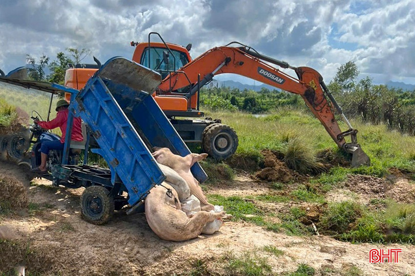 Xã Thiên Cầm tiến hành tiêu hủy lợn bị nhiễm bệnh. bqbht_br_z7094237951767-5b459b8a19193eb3c27566f538a6d8f7.jpg