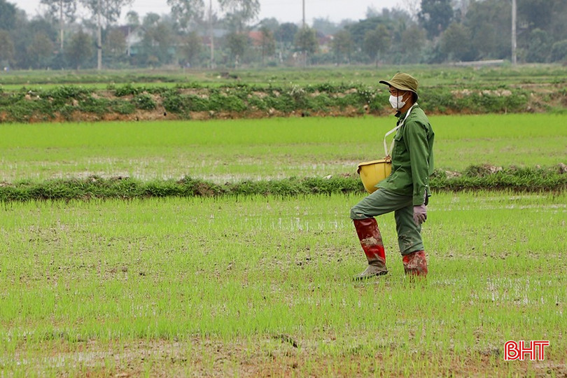 Anh Trần Văn Nam (thôn Trung Thành, xã Lâm Trung Thủy, Đức Thọ) đang bổ sung phân chuồng ủ hoai cho cây lúa. bqbht_br_img-5985.jpg