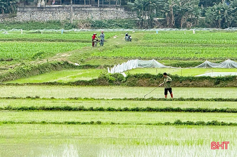 Nông dân huyện Hương Sơn xuống đồng chăm sóc, tỉa dặm lúa xuân. bqbht_br_z6289561354503-fef11a54edbcb864257a66eaab5cf7dd.jpg