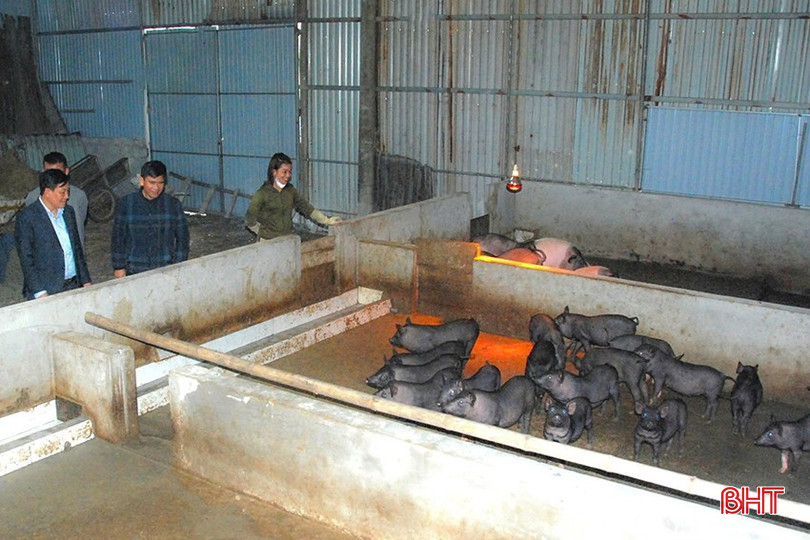 Trung tâm Ứng dụng KHKT và Bảo vệ cây trồng, vật nuôi TP Hà Tĩnh tổ chức thả giống mô hình kinh tế tuần hoàn chăn nuôi lợn thảo dược theo chuỗi giá trị. bqbht_br_z6294603710787-1465315023f265ca0d08cac35f251ef8.jpg