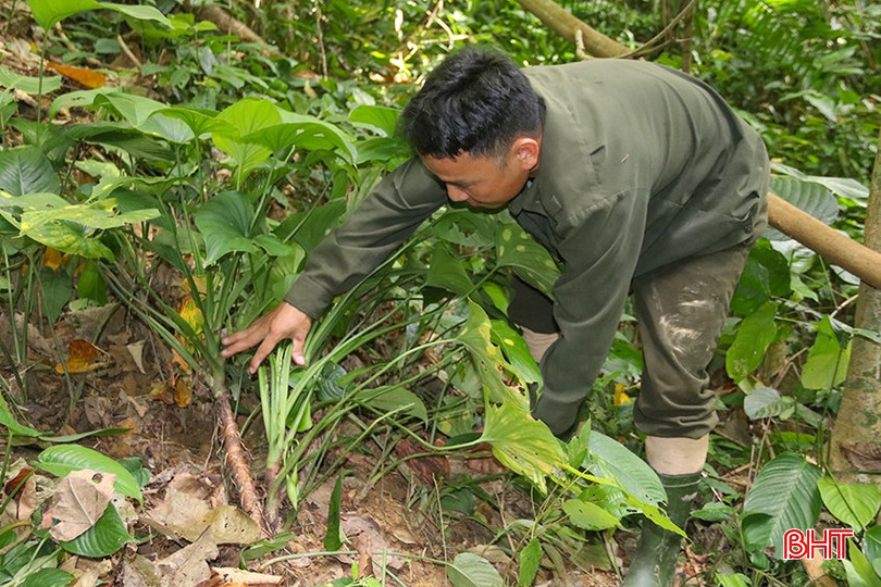 Để cải thiện môi trường sinh thái, phát triển bền vững, các địa phương chú trọng trồng cây dược liệu dưới tán lá rừng, trong đó nhiều nhất là cây thiên niên kiện. bqbht_br_img-2237.jpg