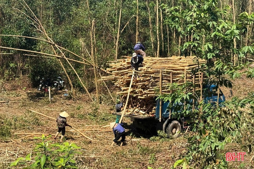 Keo nguyên liệu khai thác non cho giá trị không cao. bqbht_br_image-2025-10-28t082007859.jpg