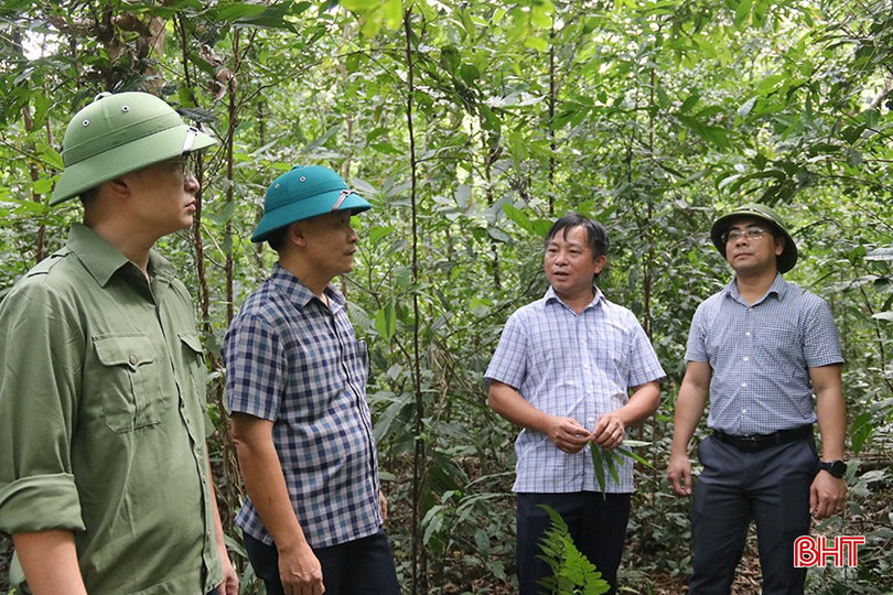 Công ty TNHH MTV Lâm nghiệp và Dịch vụ Hương Sơn chú trọng phát triển rừng đạt chứng chỉ FSC. bqbht_br_img-2011.jpg