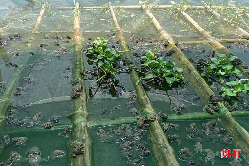 Những mô hình mới góp phần mở ra triển vọng đa dạng hóa cơ cấu vật nuôi tại TX Kỳ Anh. z5675199399187_dc0d6ddf40814c79e3be023fa829028a.jpg