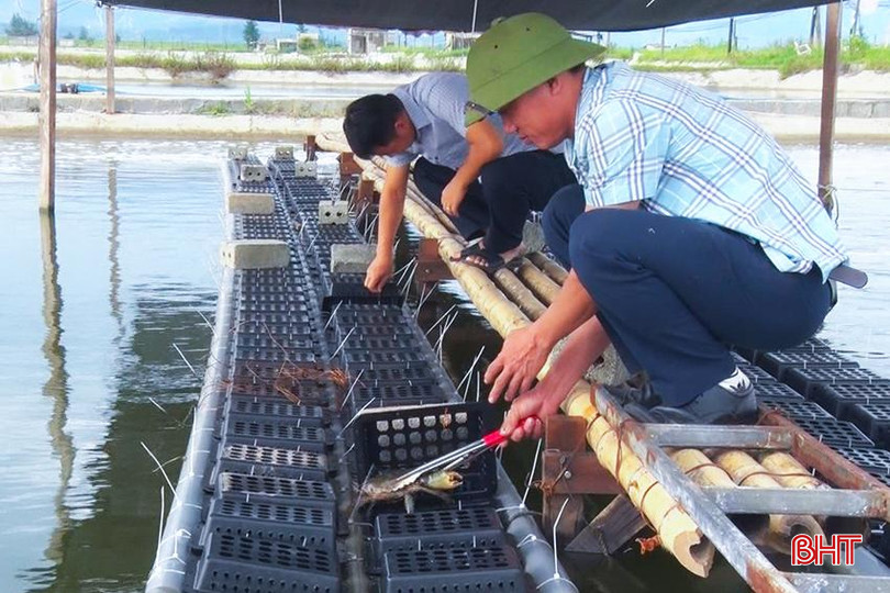 Anh Nguyễn Tiến Luật triển khai mô hình nuôi cua trong hộp nhựa đầu tiên tại xã Kỳ Hà. z5670222231047_41e8407a5a8f6a8f5f763132311b5172.jpg