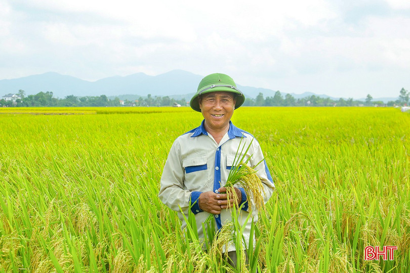 Theo đánh giá, vụ hè thu 2024 tại Hà Tĩnh xác lập kỷ lục mới, đạt năng suất 51,58 tạ/ha. 0X5A0399.jpg