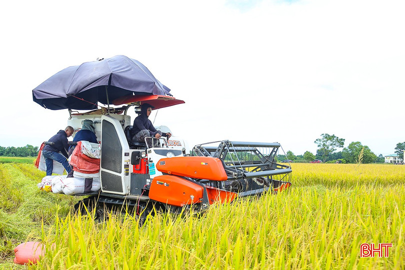 Những cánh đồng mẫu rộng lớn, bằng phẳng, đồng bộ về hạ tầng giao thông sau công cuộc chuyển đổi, tích tụ ruộng đất góp phần đẩy nhanh tiến độ thu hoạch. IMG_0232.jpg