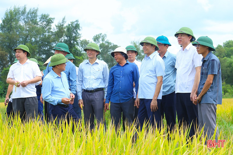 Chủ tịch UBND tỉnh Võ Trọng Hải cùng đoàn công tác đi kiểm tra tiến độ thu hoạch lúa hè thu. Ảnh tư liệu IMG_0185.jpg