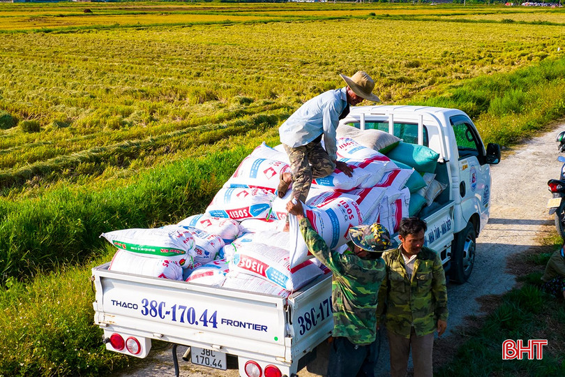 Nông dân huyện Cẩm Xuyên thu hoạch lúa sản xuất theo hướng hữu cơ. Ảnh Hương Thành A DJI_0797.jpg