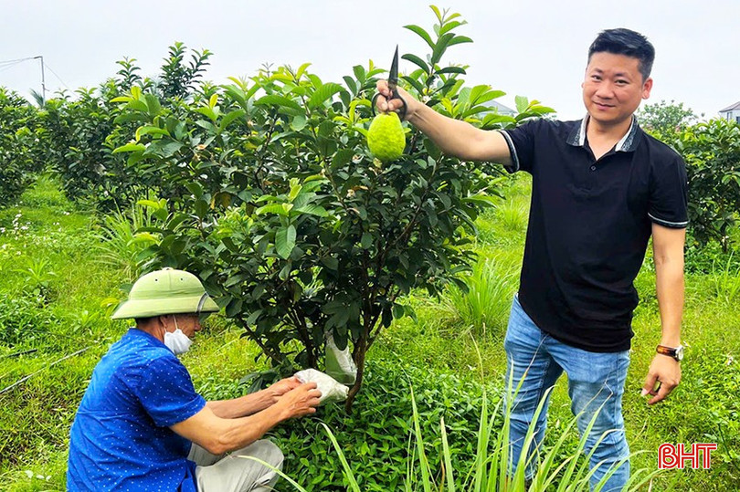 Anh Cường áp dụng kỹ thuật bao trái để bảo vệ quả trong suốt quá trình phát triển. bqbht_br_z6796375945108-fd6b659e75dbdbfc1bf6d48ba5a9a452.jpg