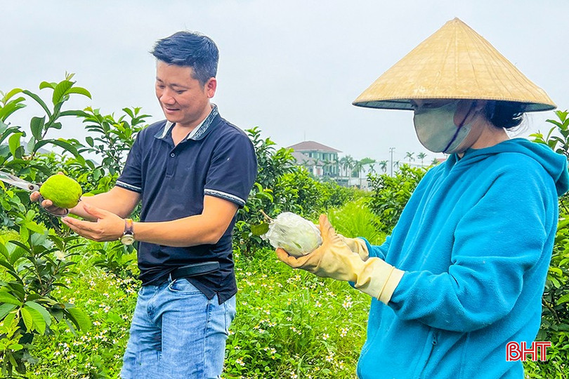 Sản phẩm ổi lê Thái Lan của HTX đang được Công ty TNHH Công nghệ NHONHO hoàn tất hồ sơ để cấp chứng nhận hữu cơ trong năm 2025. bqbht_br_1-5392.jpg