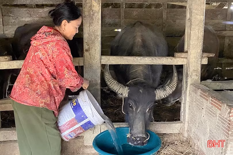 Ngành chuyên môn khuyến cáo, trong những ngày giá rét, nhiệt độ ngoài trời dưới 130C, không để trâu, bò làm việc, chăn thả tự do.