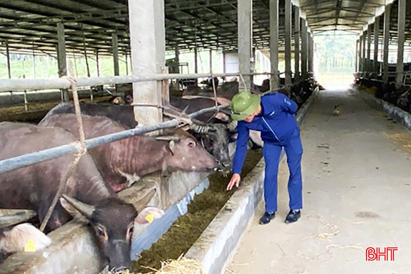 Hiện nay, tổng đàn trâu, bò ở Hương Khê tăng lên rõ rệt, từ 30.000 con năm 2022 lên 34.000 con năm 2024. bqbht_br_hatinh-uchua-thucan2.jpg
