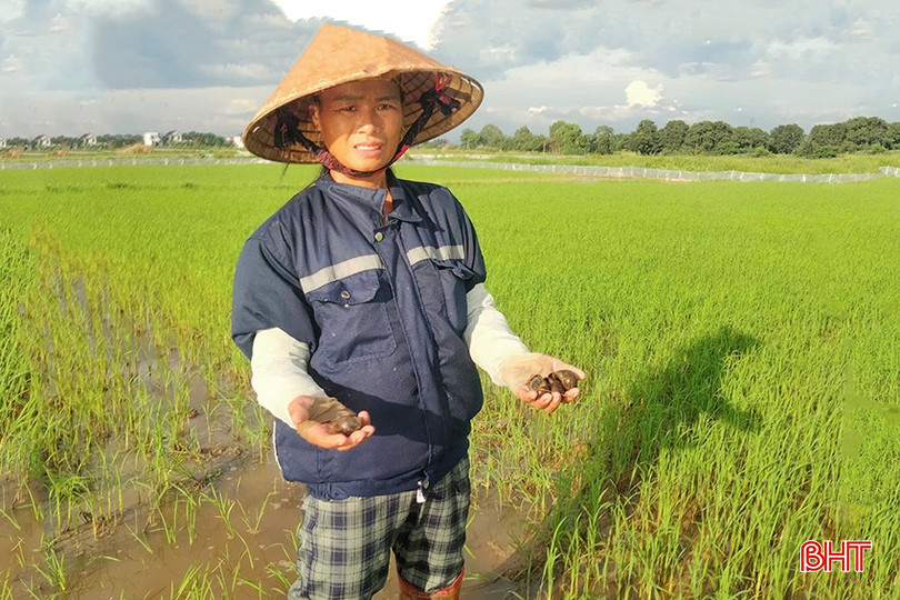 Nông dân nên thường xuyên ra đồng bắt ốc trưởng thành, ốc non và ổ trứng vào sáng sớm hoặc chiều mát. bqbht_br_z6716092872615-04f6a690b52b9f94ce48ffea49213b3b.jpg