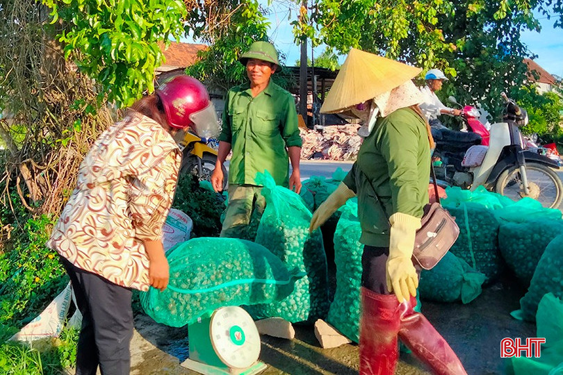 Các cơ sở thu mua ốc tại huyện Can Lộc, Thạch Hà nhộn nhịp hoạt động. bqbht_br_nguoi-dan-nhon-nhip-nhap-oc-buou-vang-cho-thuong-lai.jpg