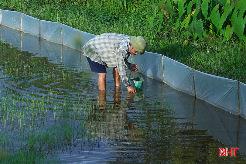 Nông dân huyện Can Lộc bắt ốc bươu vàng phá hại lúa hè thu. bqbht_br_img-4519.jpg