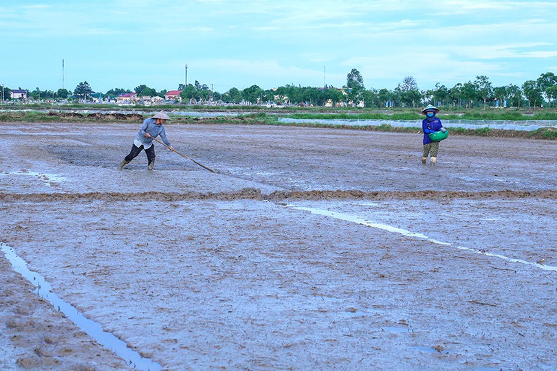 Người dân tập trung gieo lại lúa để kịp khung thời vụ. img-4604.jpg