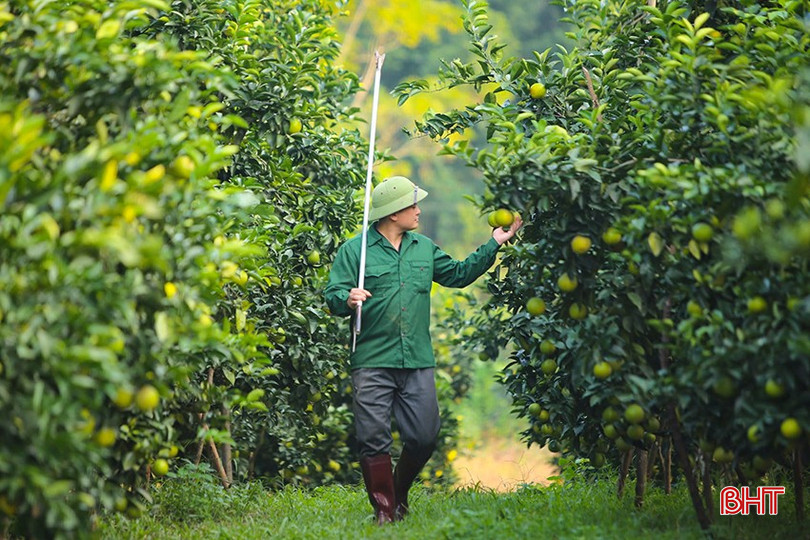 Toàn tỉnh có 1.300 ha/141 cơ sở được cấp giấy chứng nhận VietGAP còn hiệu lực bqbht_br_z6027616843878-054f8c9b1c013f04db1d993737e7189b.jpg