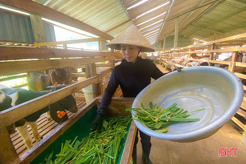 Chị Nguyễn Thị Hiền (thôn Tây Nam, xã Sơn Lễ, Hương Sơn) nuôi giống bê Boer cho hiệu quả cao. z5958666208940-4385379fee25740efbe699dd75173637-1439-2622.jpg