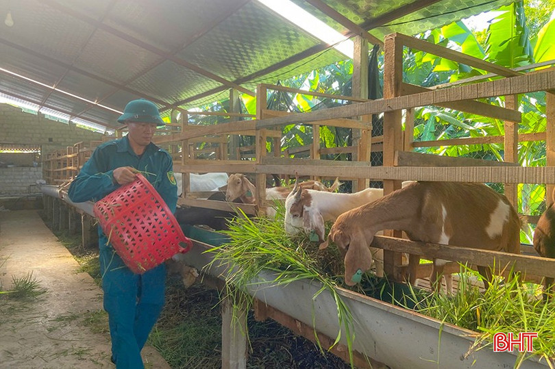 Anh Phan Anh Chiến (thôn Anh Sơn, xã Sơn Hàm, Hương Sơn) đầu tư chuồng trại nuôi bê quy mô lớn. z5958665831693-f6fd2a44a05015a0d410414602680cf9-5752-480.jpg
