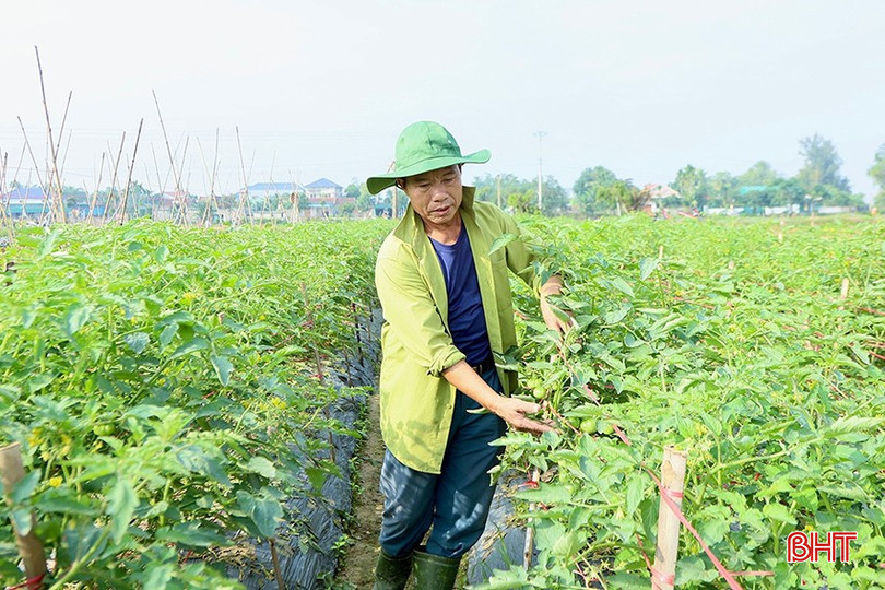 Các địa phương tập trung tổ chức lại sản xuất tại những vùng có truyền thống trồng rau màu, quy mô hơn 400 ha, ưu tiên đưa các giống cây trồng có giá trị kinh tế. bqbht_br_image-2025-10-22t070255457.jpg