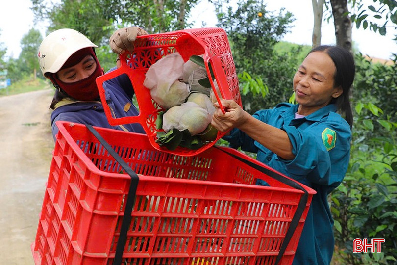Mỗi ngày, vườn của anh Nguyễn Văn Đồng (thôn 1, xã Hương Đô) thu hoạch khoảng 4 tạ cam. bqbht_br_z6051272886751-7b9d76e812b61271626b80ff05bc9dad.jpg