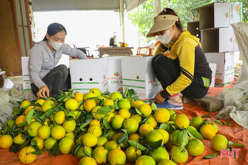 Hiện nay, giá cam Khe Mây bán tại vườn đạt từ 35 - 90.000 đồng/kg tùy chất lượng và hình thức canh tác. bqbht_br_z6051273279923-c877395c2a8075262bb2d143abb15d37.jpg
