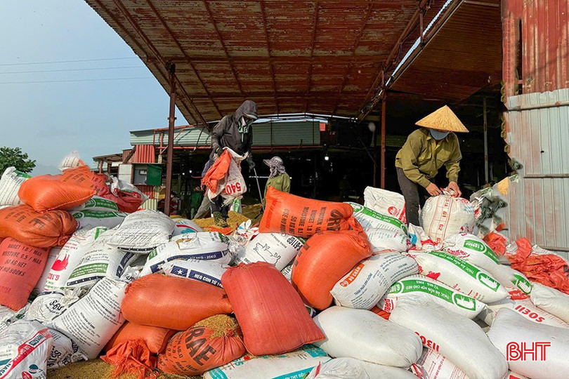 Ông Trần Xuân Chính - chủ cơ sở thu mua tại thôn Đoài Duyệt, xã Vượng Lộc (Can Lộc) thu mua khoảng 1.200 - 1.500 tấn lúa nếp 98. bqbht_br_z6622874130722-da0ded8847aeea1363538ebf2d1a61da.jpg