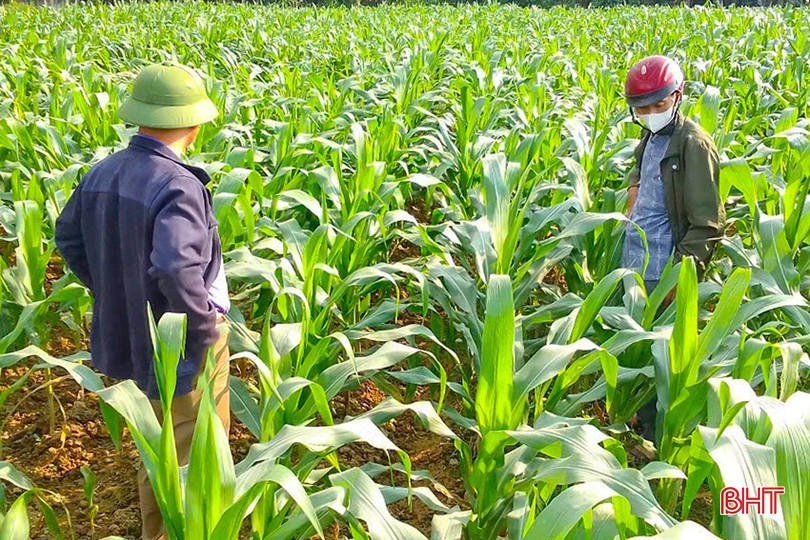 Cán bộ chuyên môn huyện Hương Sơn kiểm tra sâu bệnh trên ngô vụ đông. bqbht_br_z6103164257521-7c9d0517a940945345f64f619d7958f5.jpg