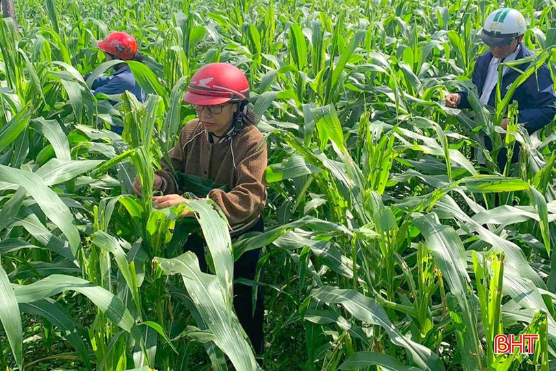 Nhiều loại sâu bệnh như sâu keo mùa thu, bệnh khô vằn, đốm lá,... đã xuất hiện trên các trà ngô đông. bqbht_br_z6103050540066-24826a64196faed5bb3d48eccb932835.jpg