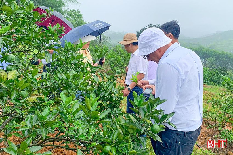 Các chuyên gia nước ngoài đến kiểm tra và hỗ trợ nông dân Hà Tĩnh tiếp cận quy trình sử dụng hệ thống tưới hiện đại. z5723920636791_66bfb9b5a0583658bf3cb81dc995962e.jpg