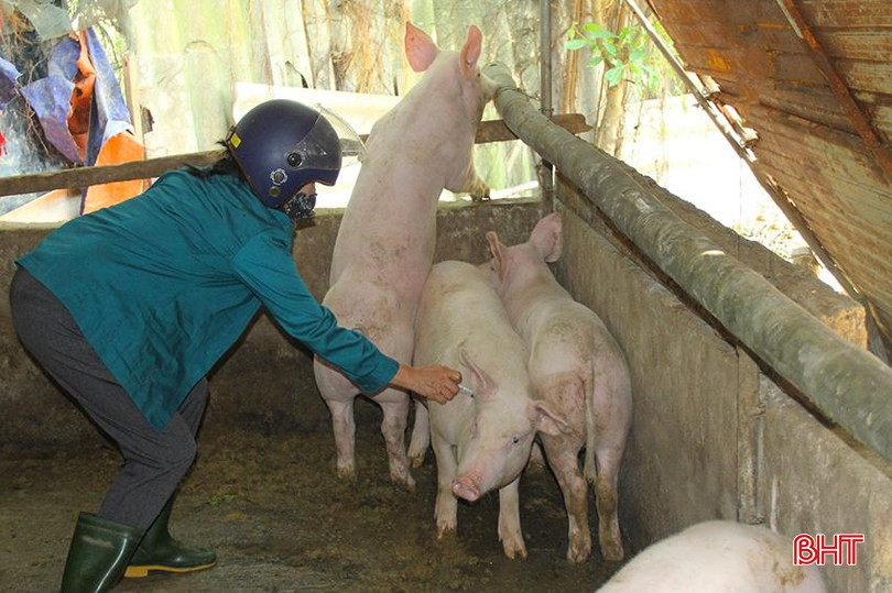 Tiêm phòng vắc xin cho đàn lợn để đảm bảo công tác phòng, chống dịch bệnh thời điểm giao mùa. z4299475875468_39635615c2fb21c35a19d81bdc7b2a8d.jpg