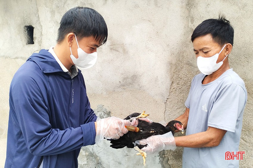 Hà Tĩnh phấn đấu hoàn thành tiêm phòng gia súc, gia cầm đợt 1 trước ngày 30/5. bqbht_br_z5904130975803-45dd163c58bf3eea98cf3122cf1206ec.jpg