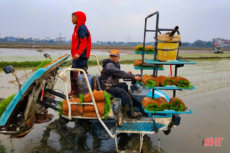 Cấy lúa hữu cơ trên cánh đồng xã Cẩm Vịnh, TP Hà Tĩnh. bqbht_br_z6220573219038-42665a6f256ca93dee353711ce5ce887.jpg