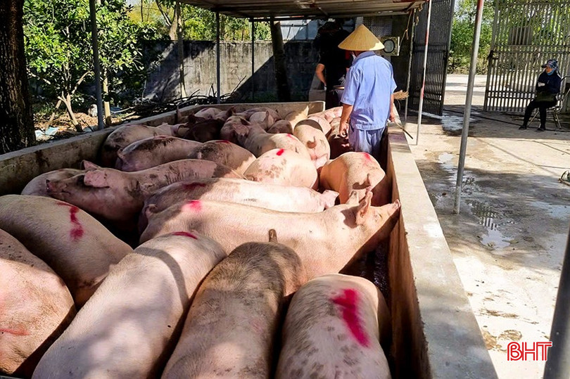 HTX Thắng Lợi (Nghi Xuân) xuất lợn đi thị trường trong tỉnh và tỉnh Nghệ An. bqbht_br_z6252107940633-7f341909910d09f1fd513262e5bb63c4.jpg