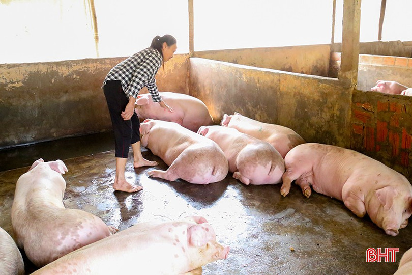 Giá lợn hơi ở mức cao tăng thêm thu nhập cho người chăn nuôi quy mô nhỏ, lẻ. bqbht_br_img-5385.jpg