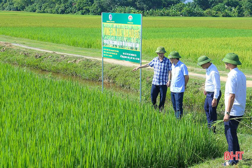 Ngành chuyên môn kiểm tra tình hình sinh trưởng của lúa hè thu và sâu bệnh gây hại lúa tại mô hình sản xuất lúa hữu cơ liên kết với Công ty CP Tập đoàn Quế Lâm ở huyện Đức Thọ. IMG_9027.jpg