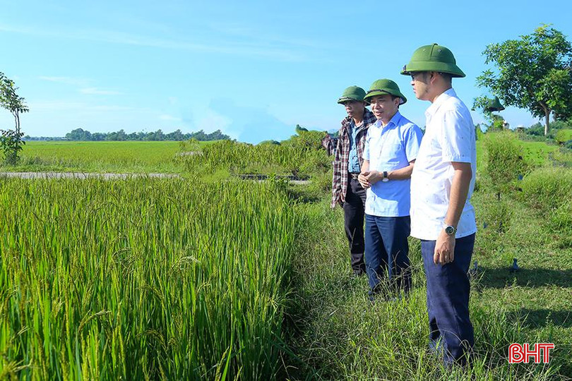 Phó Giám đốc Sở NN&PTNT tỉnh Nguyễn Quang Thọ kiểm tra tiến độ trổ và tình hình sâu bệnh trên lúa hè thu tại một số địa phương. IMG_8977.jpg